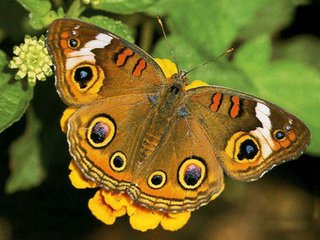 1539238907607393.jpg t019db7344dab7bb628.jpg